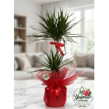 Çift Gövdeli Marjinata (Dracaena Marginata) Saksı Bitkisi